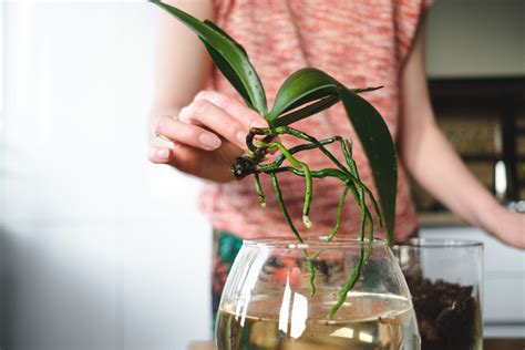 Caring for Vanda orchids involves frequent watering, high humidity levels of up to 80%, and lots of bright, natural light. Their long trailing roots make this type of orchid best suited for hanging baskets, rather than pots. These orchids do best grown outdoors in a warm, tropical climate, but can be adapted to grow in greenhouses or even indoors.